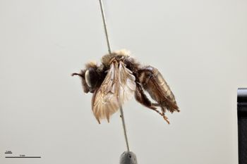 Media type: image;   Entomology 771214 Aspect: habitus lateral view